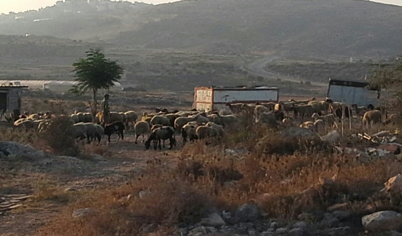 072 the shepherd and his flock.jpg