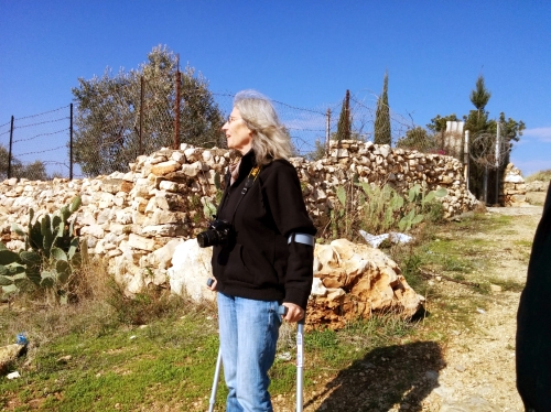 vineyard  olive grove.jpg