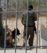 כלבנית וכלבהּ במחסום חווארה בכניסה לשכם
