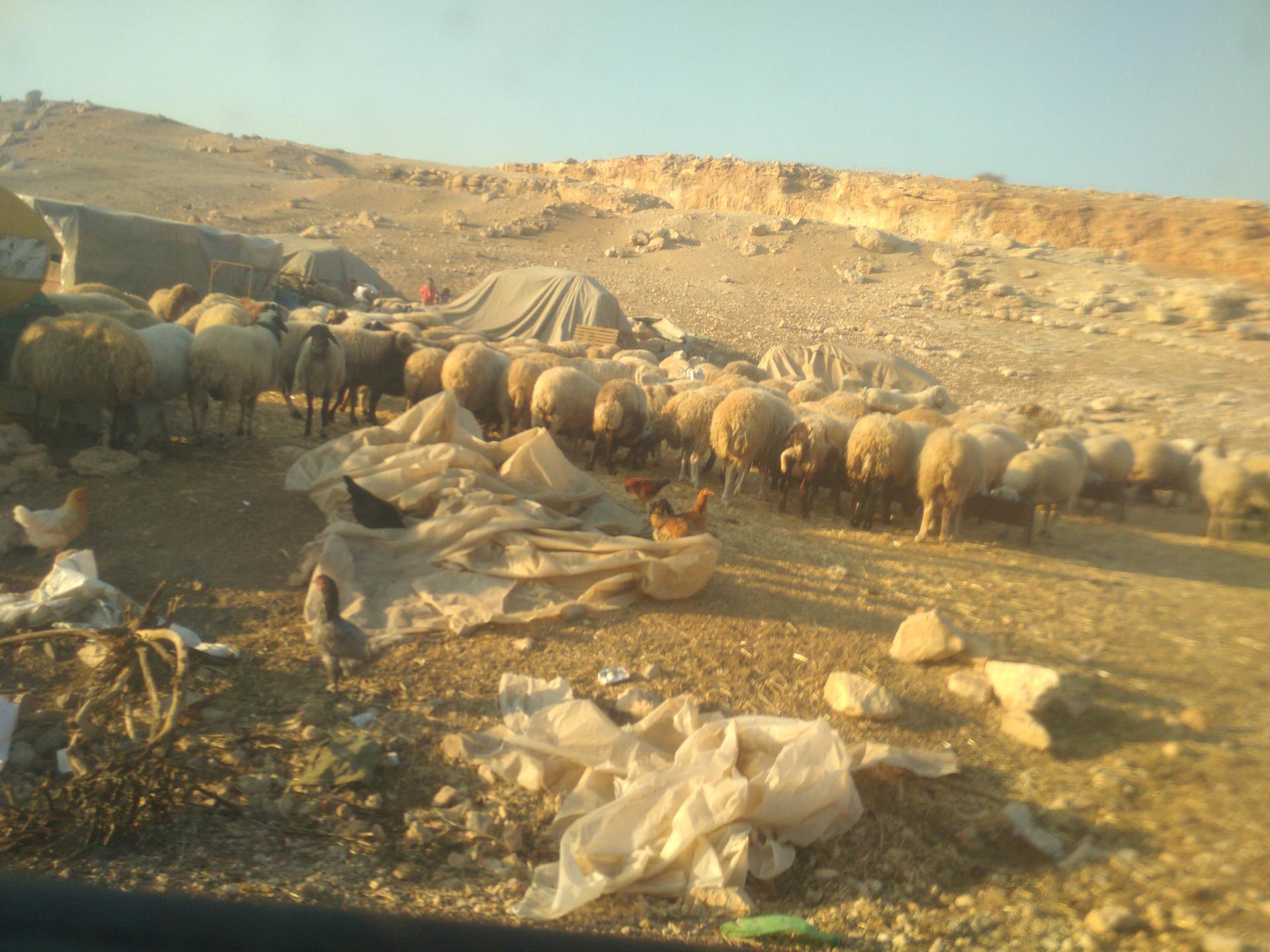 בקעת הירדן: עדר הצאן בחאלת מקחול