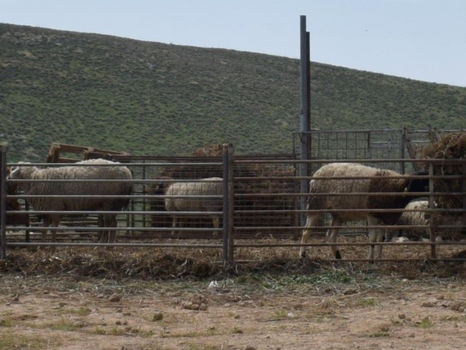 בקעת הירדן: כבשים מזן מרינו במאחז (יהודי) ליד אל חימה צולם ב 15.3.2016