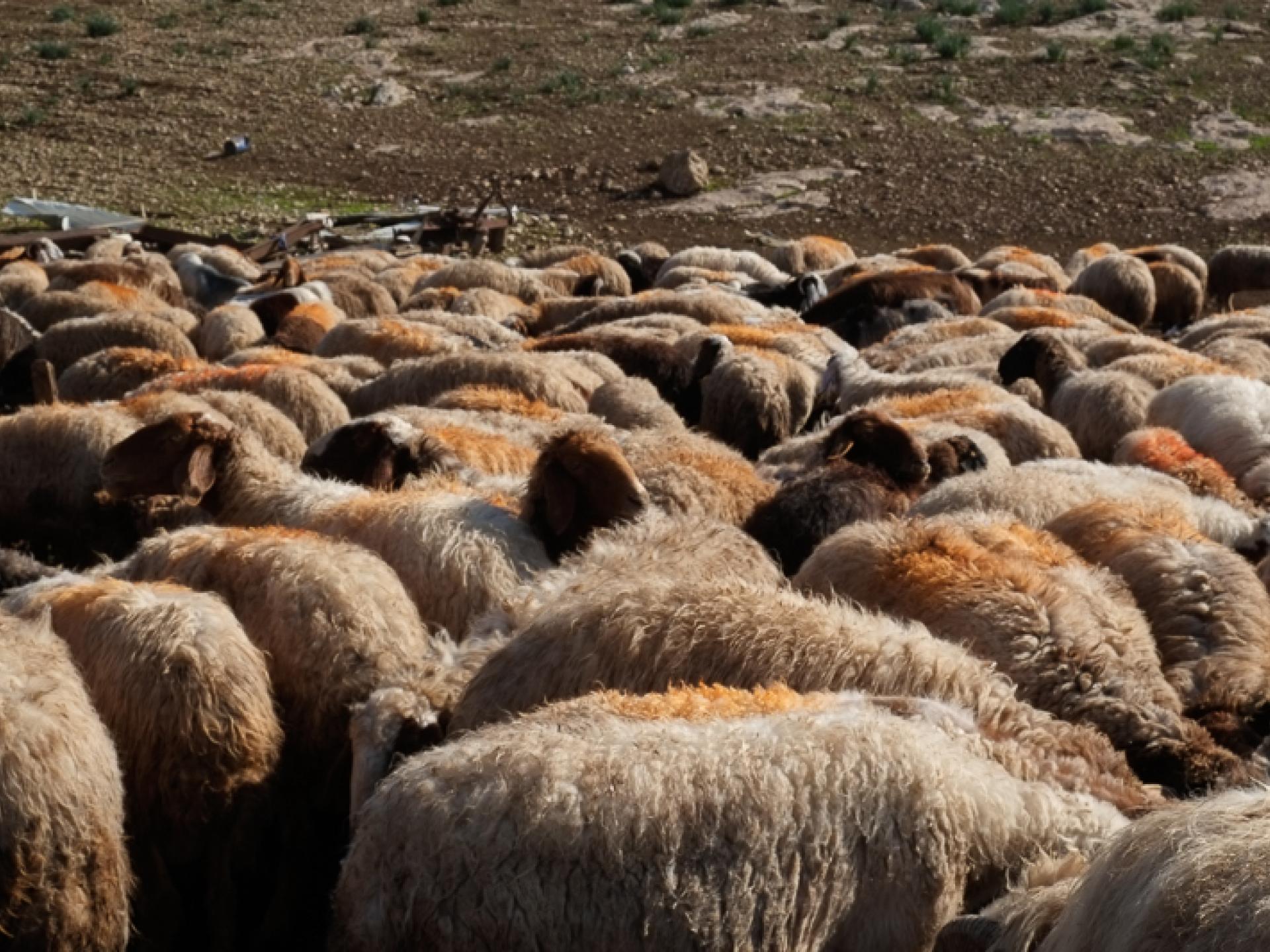 בקעת הירדן: כבשים ששרדו את מגיפת הדבר (2018)