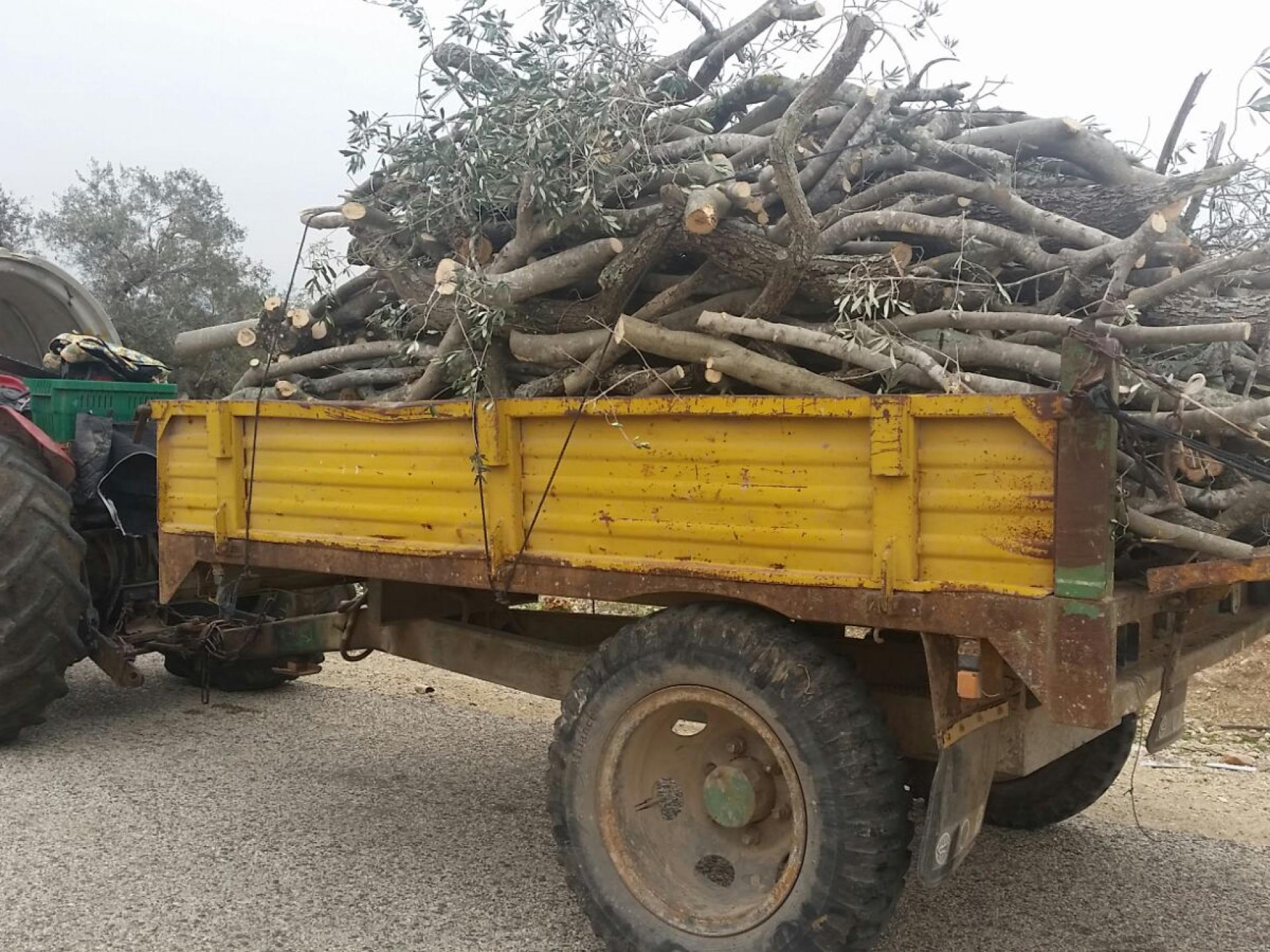 After the olive harvest is over people prune the trees and bring the wood home to heat their houses.