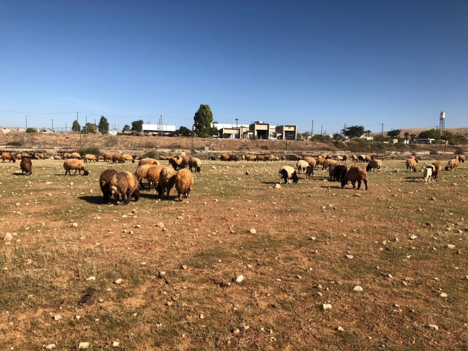 בקעת הירדן אחרי היורה: הפתעה ירוקה לכבשים
