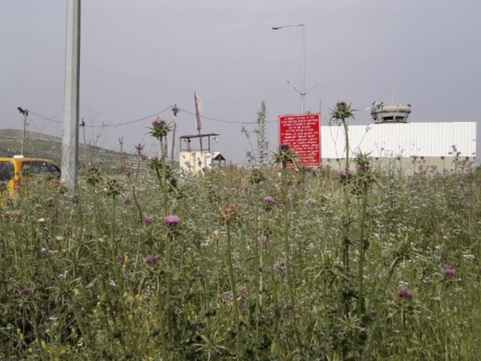 מחסום יעבד: שדה קוצים ופרחים בסוף האביב מכסה על כיעור המחסום