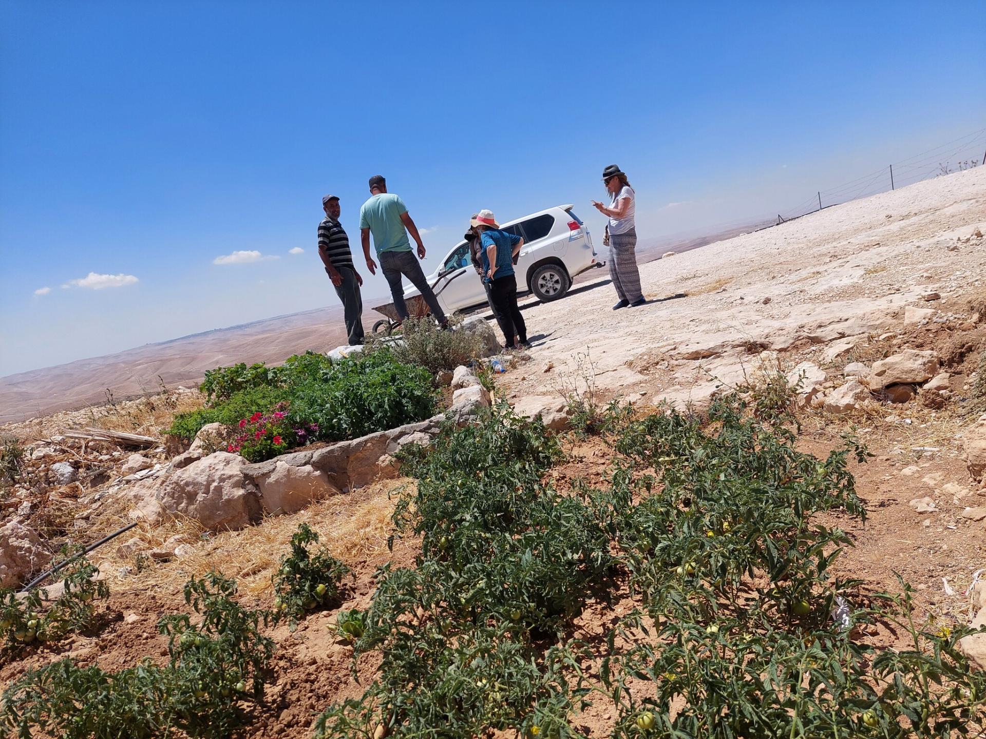 מסאפר יטא - גן ירק בח'לת אל-דבע