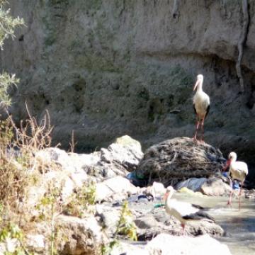 02.04.15 Storks in Kidron River חסידות בנחל קידרון