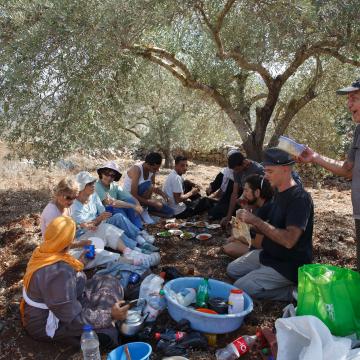 17.10.15 Olive Harvest in Isawiya מסיק בעיסאוויה