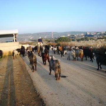 Tura/Shaked checkpoint 26.11.09