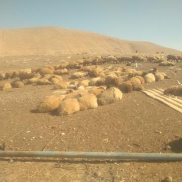 בקעת הירדן: עדר הכבשים נשאר חשוף לשמש המדברית אחרי הריסת הדיר