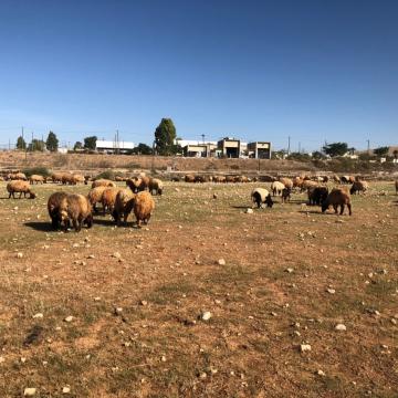 בקעת הירדן - הכבשים מלחכות את הפלומה הירוקה הראשונה אחרי היורה