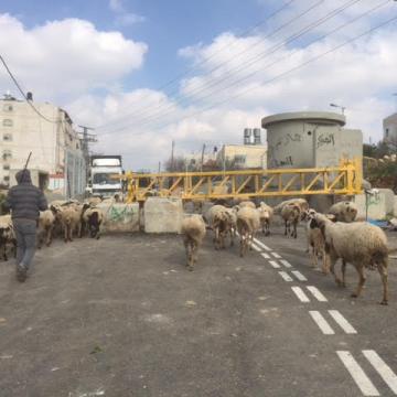 שיפור המחסום בקצה ציר ציון.  הכבשים עוברות ללא בעיה במחסום
