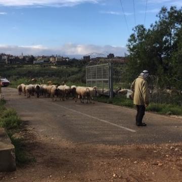 רועה ועדרו במחסום מסחה