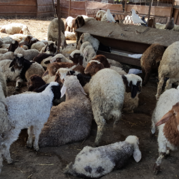 בקעת הירדן: כבשים בסככת הצל