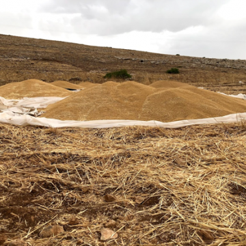 בקעת הירדן: ערימות זהב של גרגירי חיטה