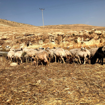 בקעת הירדן: רמדאן או לא רמדאן, הכבשים צריכות את שלהן, והגבינה זקוקה לחלב, והשוחט לעז והחד גדיא...
