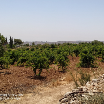 ח'ירבת זכריה: כרמי זיתים הגדלים ללא השקיה