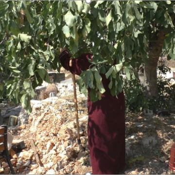 אישה קוטפת מעץ התאנה בח'לת אל בלוטה