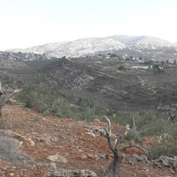 The damaged olive trees