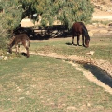 donkey & pony grazing in oasis-like valley. 