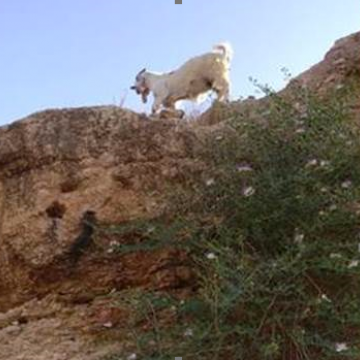 בקעת הירדן: העזים מחפשות מחסה מפני השרב היוקד