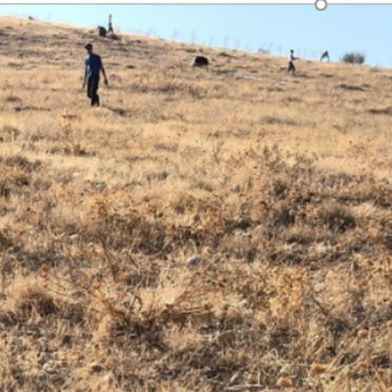 אל פארסיה בקעת הירדן: נערים מהתנחלות מחולה משתלטים על הגבעה הסמוכה, שותלים עצים ומעבירים צינור מים