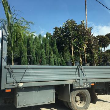 משאית עמוסת עצים צעירים יוצאת ממחסום חבלה