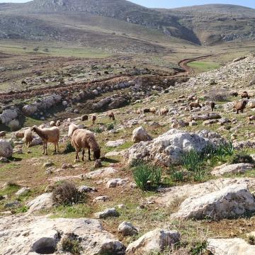 אזור עין שיבלי: צאן פלסטיני ובקר של מתנחלים רועים אלה מול אלה