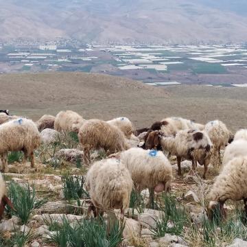 ליווי רועים באזור ח'לת מכחול, ברקע הבקעה הירדנית