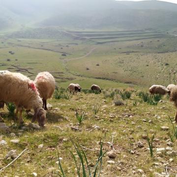 כבשים בבקעת הירדן