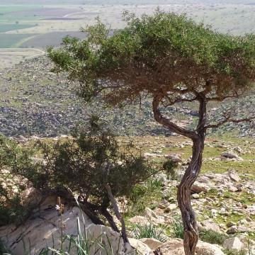 Jordan Valley: The sheep and goats are shaping and designing the landscape