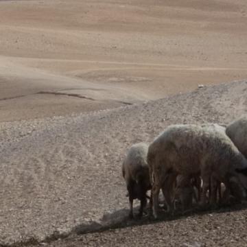 Masafer Yatta - tanks and sheep