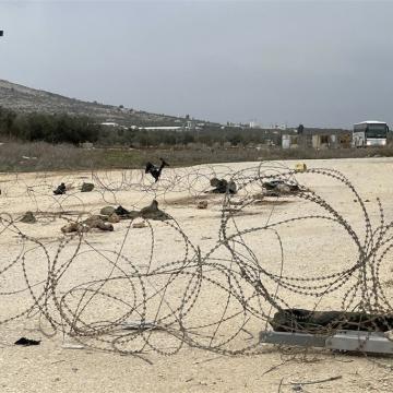 תלתליות חדשות מכסות שטח שהיה פנוי במחסום יעבד