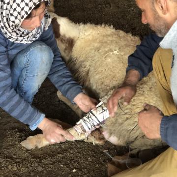 Khalet Makhul - A sheep fractured its leg
