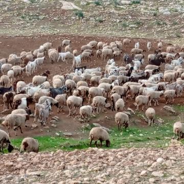The Jordan Valley: the herd of Y. from a Khalet Mahhul in the pasture