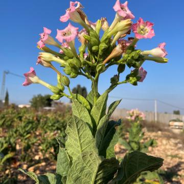 Tura-Shaked, tobacco blossoms near the checkpoint