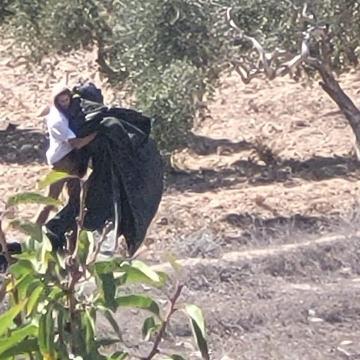 Burin: a settler comes Saturday to pick olives in Doha grove