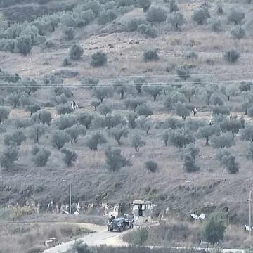 Settlers raid the Palestinian olive groves