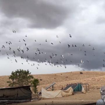Khalet Makhul. Rain and pigeons