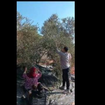 Aanin: Only the olives next to the house are harvested