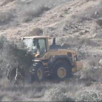 Settlers cut down Borin's olive trees while the village is besieged