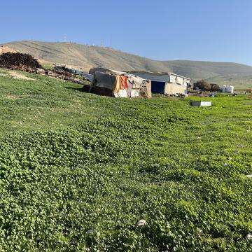 Jordan Valley: The hogweed is growing again