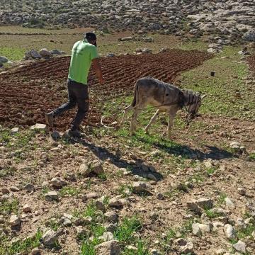 Sha’ab al Butum, plowing with a donkey