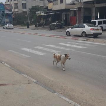 Huwara: A dog wandering the empty street