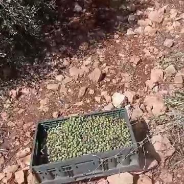 In 2023 the olive harvest was very poor