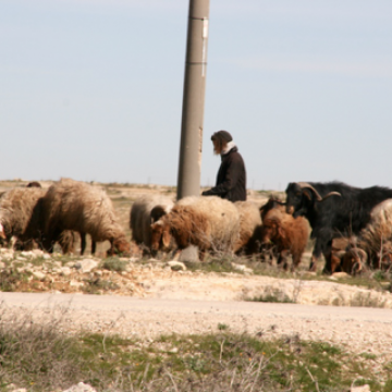South Mount Hebron: A settler and his herd on Palestinian land