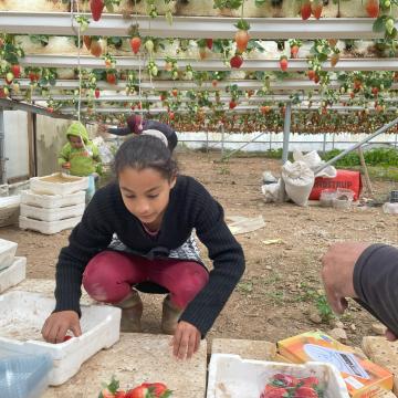 Strawberries in Mohammed's greenhouse in Hamra region