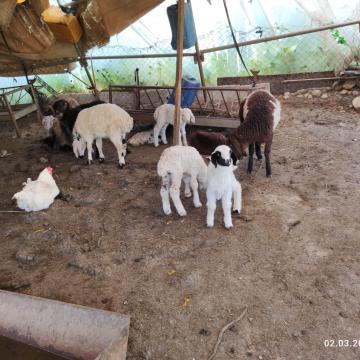 Farsia Jordan Valley: Day-old lambs that did not go out to pasture