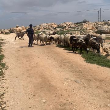One of the residents herds the flock within the settlement
