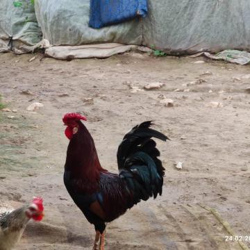 Farsiya: A proud rooster roams the camp